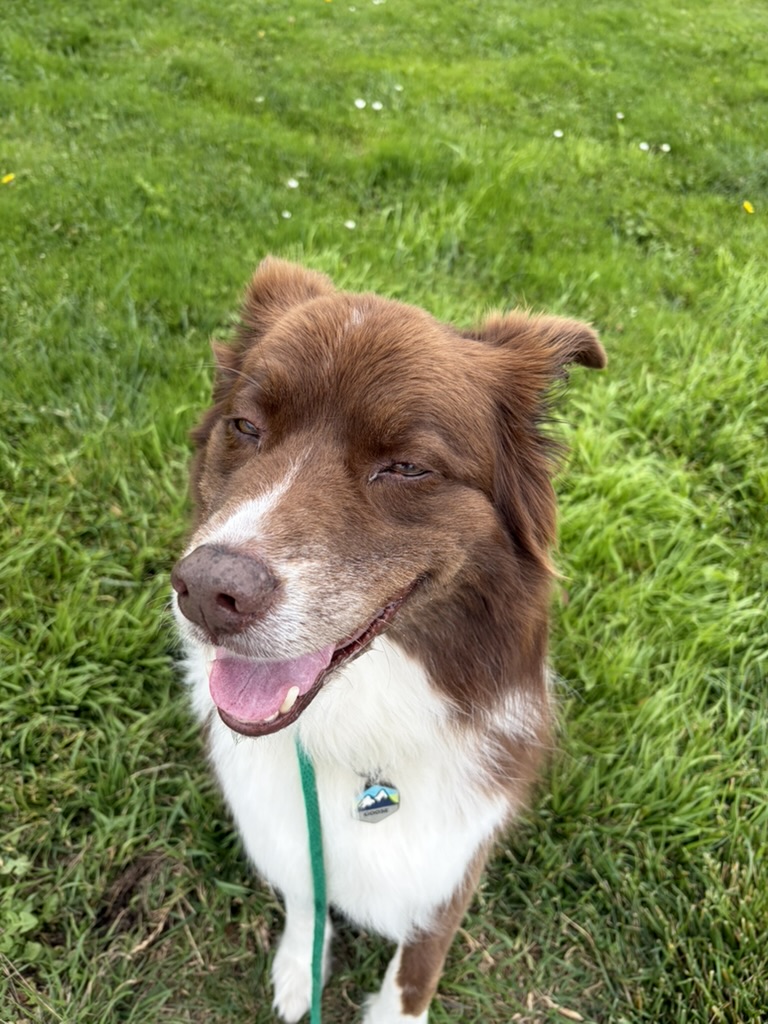 A brown and white Australian shepherd grinning on the grass