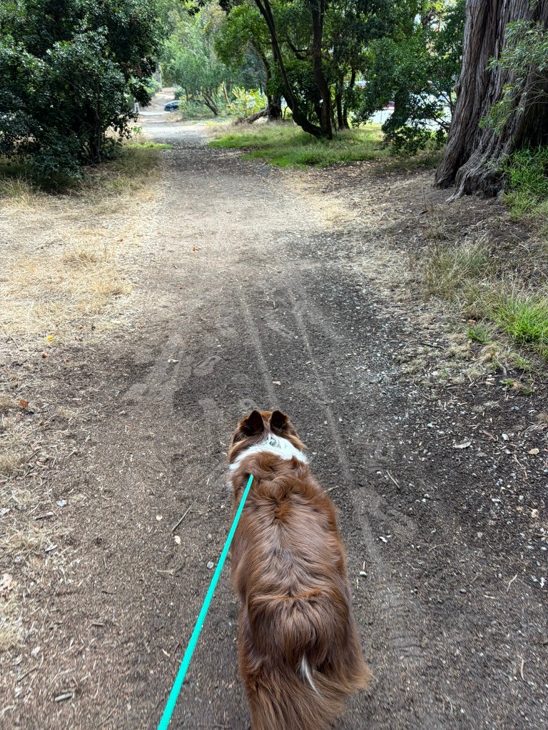 An Australian shepherd on leash heading down a wooded trail