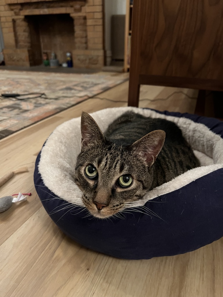 Baxter, a tabby cat, curled up in his bed