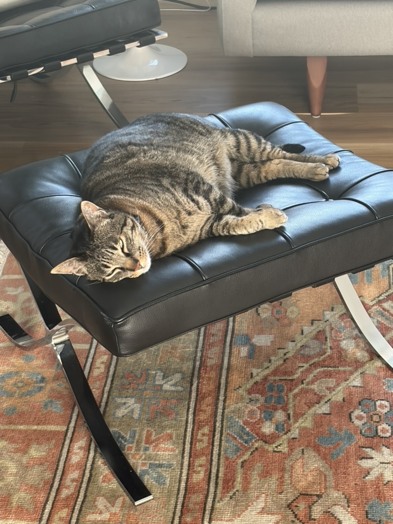 Baxter, a tabby cat, fast asleep on a black leather ottoman