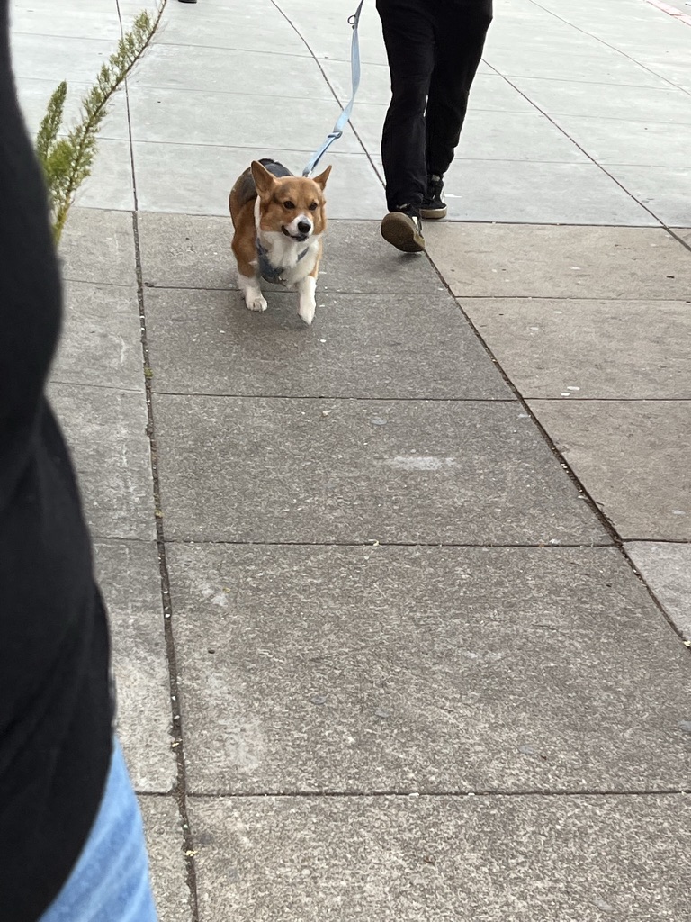 A corgi trotting happily down the sidewalk