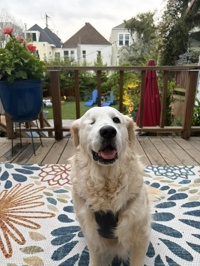 A smiling golden retriever on the deck, with the garden behind