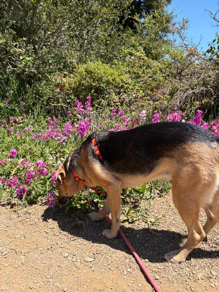 A shepherd mix sniffing wildflowers on a trail