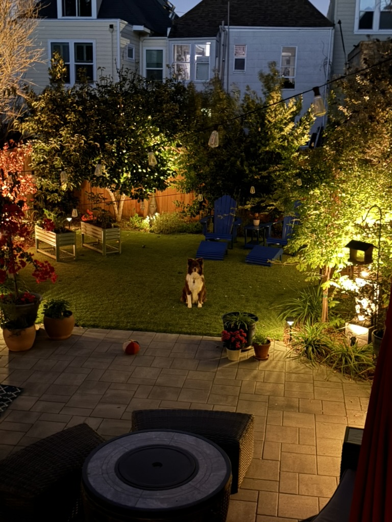 The backyard at night under string lights, with a dog sitting on the lawn